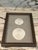 Coastal Mushroom Coral, Framed For Sale - Image 3 of 5