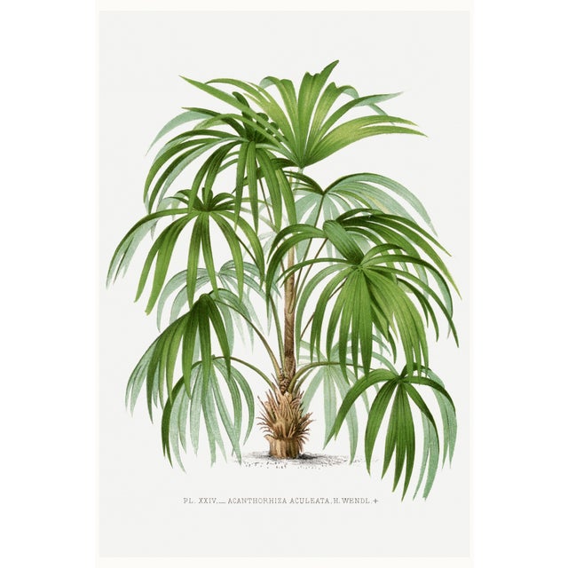 Vintage Palm Tree Illustration, Botanical Art Print Reproduction by Denterghem, 20" X 30" For Sale
