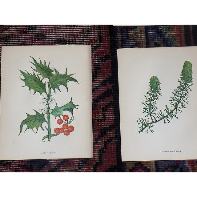 Mid 19th Century Antique 19th Century Anne Pratt Botanical Chromolithographs - Set of 12` For Sale - Image 5 of 8