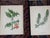 Mid 19th Century Antique 19th Century Anne Pratt Botanical Chromolithographs - Set of 12` For Sale - Image 5 of 8