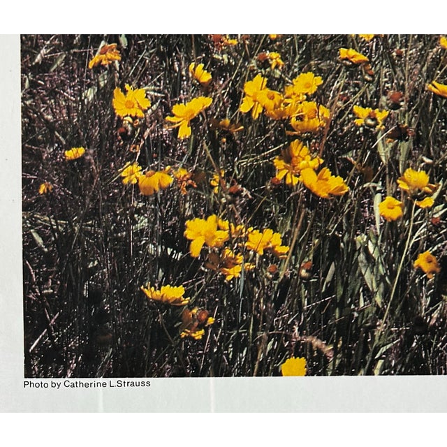 Yellow Vintage 1979 Kennedy Studios Poster of Cape Cod ~ Framed For Sale - Image 8 of 8
