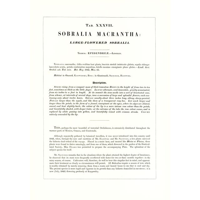 Large 1973 Orchid Flower Lithograph "Sobralia Macrantha" (Large-Flowered Sobralia) After James Bateman For Sale - Image 4 of 6