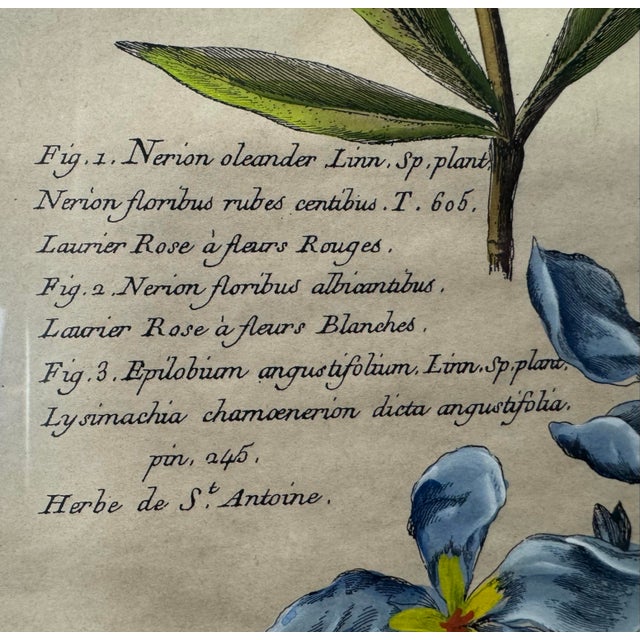 Brown Antique Custom Rustic Country Framed Latin Botanical Flower Print For Sale - Image 8 of 9