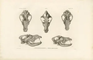 Skulls of an Eskimo Dog and the Icelandic Sheepdog, 1842, Paper
