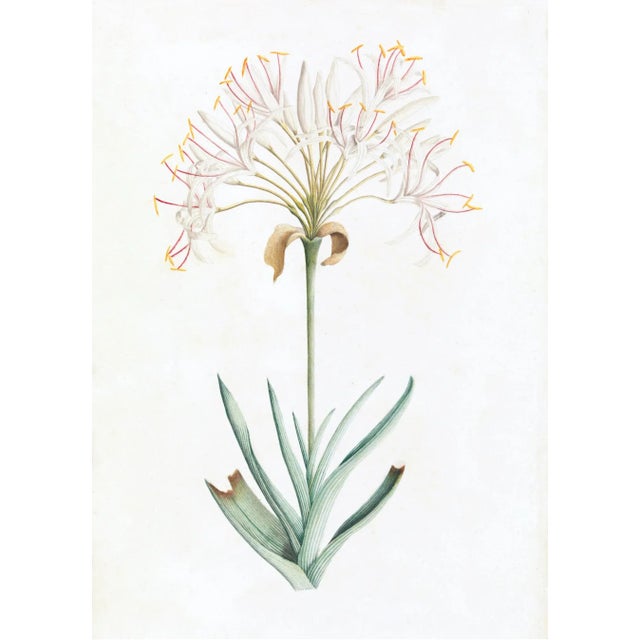DESCRIPTION From the curated collection of Celerie Kemble for Ornis Gallery, these 18th Century Australian Botanicals are...