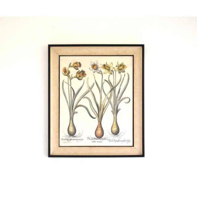 Renaissance Basilius Besler Botanical Engravings - a Pair For Sale - Image 3 of 13