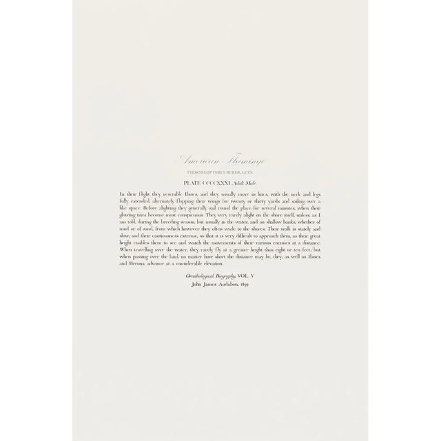 Printmaking Materials 1990s American Flamingo After Audubon, Large American Classical Print For Sale - Image 7 of 11