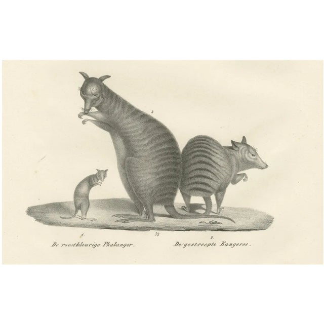 C.C. G. Zool., Rust-Colored Phalanger and Striped Kangaroo, 1836, Lithograph For Sale