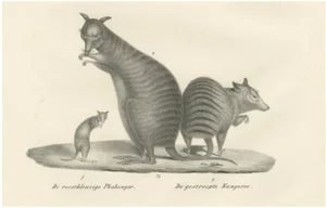 C.C. G. Zool., Rust-Colored Phalanger and Striped Kangaroo, 1836, Lithograph