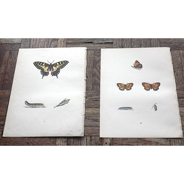 This set of twelve (12) authentic antique mid 19th century lithographs depict butterflies. Period hand color. Printed on...