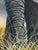 Wood Peter Jepson (British, b.1936) African Bull Elephant at Letaba, Kruger National Park | Original Wildlife Painting c.1999 For Sale - Image 7 of 18