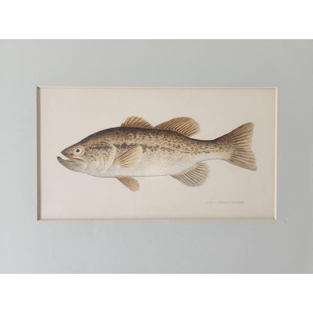 Original 1960s watercolor painting of a largemouth bass by San Francisco artist John Langley Howard (1902-1999). It's one...