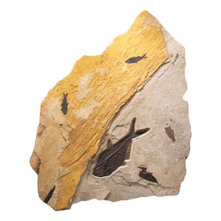 Fossil Fish Mural 7723cm For Sale