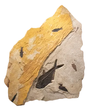 Fossil Fish Mural 7723cm