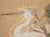 "Egrets and Sparrow", C. 1950s Japanese Yamato-E Style Byobu Screen For Sale - Image 11 of 18