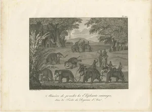 Symes, Elephants in the Kingdom of Ava, 1800, Print
