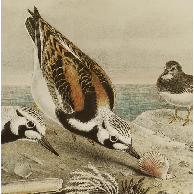 John Gould Turnstone "Strepsilas Interpres" Naturalistic Lithograph Circa 1840-1869 For Sale - Image 4 of 6