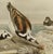 John Gould Turnstone "Strepsilas Interpres" Naturalistic Lithograph Circa 1840-1869 For Sale - Image 4 of 6