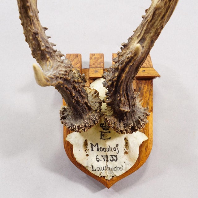 Antique Red Deer Trophy by Philipp Ernst, Prince of Thurn and Taxis, 1933 For Sale - Image 4 of 6