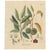 Antique Chestnut Castanea Vesca Botanical Print, 1831 For Sale - Image 10 of 10