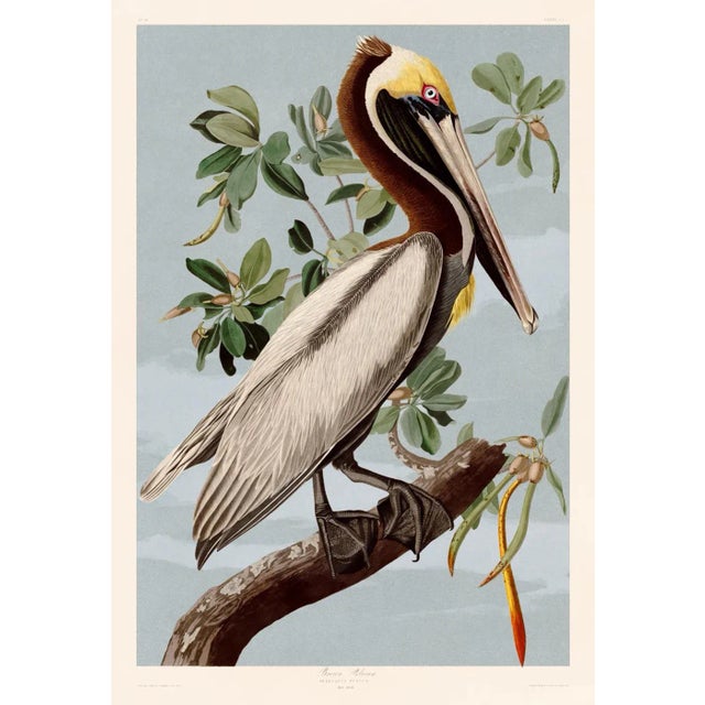 Illustration Brown Pelican After Audubon With Blue Sky Giclee Print From CFA Editions For Sale - Image 3 of 3