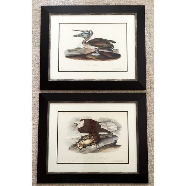 John James Audubon was a French-American naturalist and artist who studied and illustrated birds of North American in...