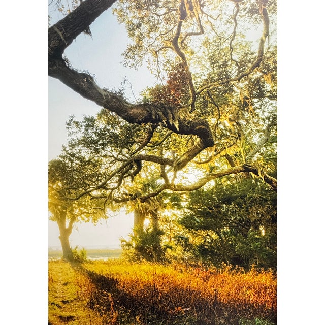 Sunlit Path Under Live Oak Branches, Framed Photograph, Artist Will Dickey For Sale - Image 4 of 7