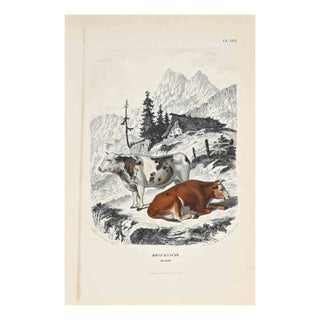 Paul Gervais, The Cows, Original Lithograph, 1854 For Sale