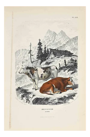 Paul Gervais, The Cows, Original Lithograph, 1854