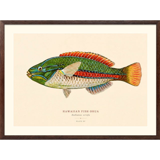 Atelier Aria Lumae Albert Baldwin 1903 Hawaiian Fish Natural History Gallery Board Set For Sale - Image 9 of 12