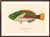 Atelier Aria Lumae Albert Baldwin 1903 Hawaiian Fish Natural History Gallery Board Set For Sale - Image 9 of 12