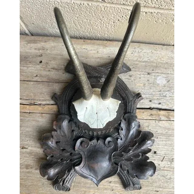 XL impressive chamois trophy. Goat horns add dimension to your wall.