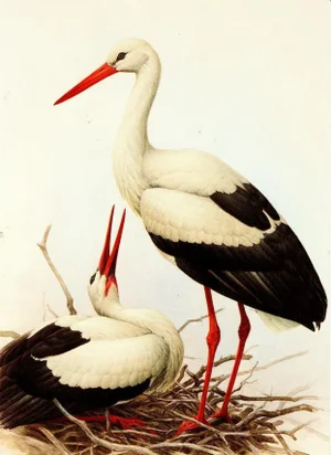 1995 Birds of China "White Stork" Portfolio Sample Print by J F Lansdowne