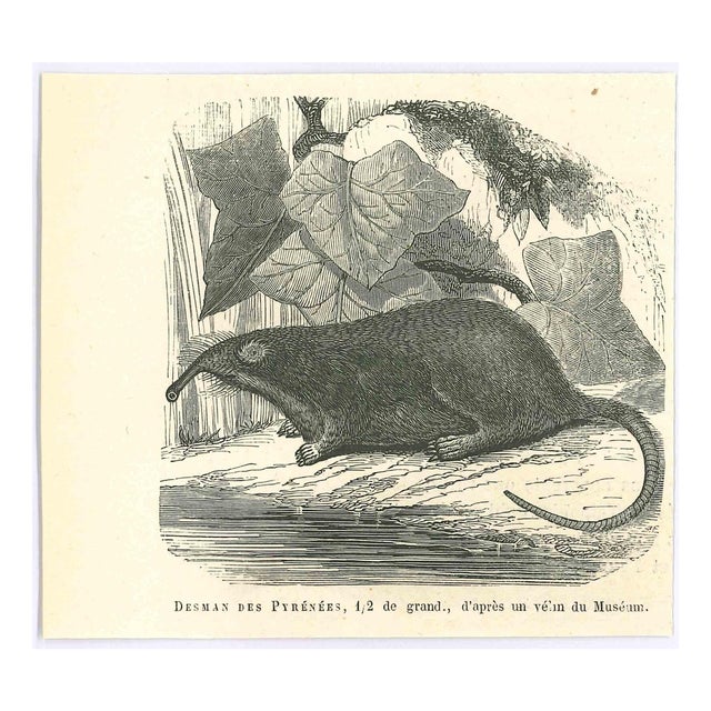 Paul Gervais, Desman, 1854, Lithograph For Sale