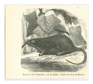 Paul Gervais, Desman, 1854, Lithograph