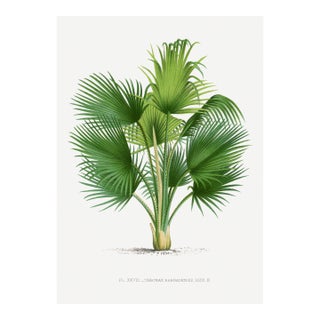 Fan Palm Botanical Study, Vintage Art Print Reproduction, 16" X 24" For Sale