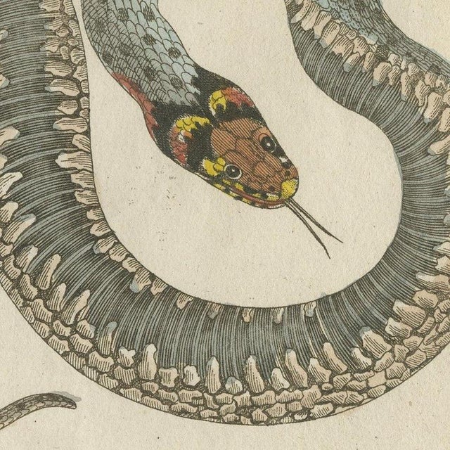 Paper Bertuch, Two Snakes with Bold Head Markings, 1805, Print For Sale - Image 7 of 12