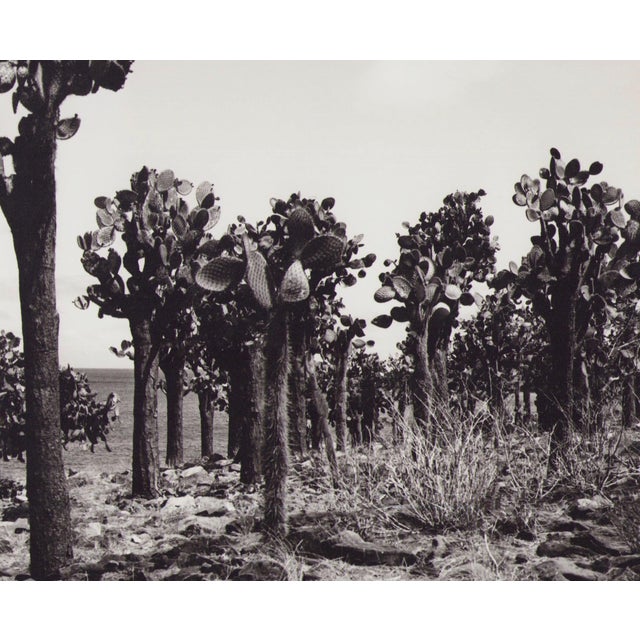 Hanna Seidel (1925 to 2005) lived and worked in Argentina for many years. She was a world traveller, journeying to South...