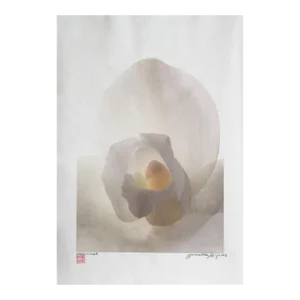 White Orchid, Jonathan Singer