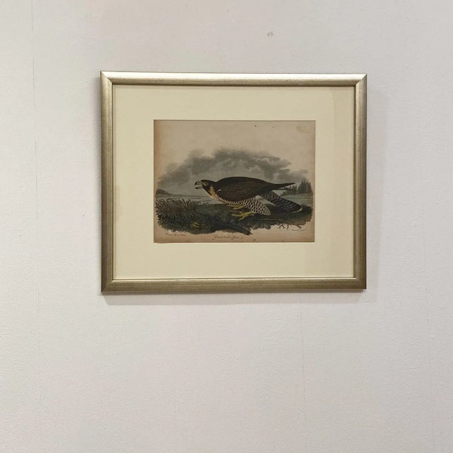 Circa 1810 "Great Footed Hawk" by A. Wilson Engraving, American For Sale In San Francisco - Image 6 of 6