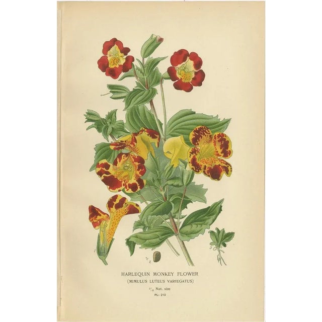 Late 19th Century Beard-Tongue, Collinsia, Zaluzianskya and Monkey Flower, 1897, Paper, Set of 4 For Sale - Image 5 of 6