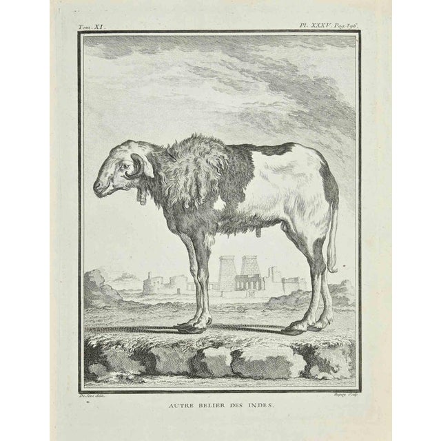 Autre Belier is an etching realized by Jean Charles Baquoy in 1771. It belongs to the suite "Histoire Naturelle de...