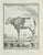 Autre Belier is an etching realized by Jean Charles Baquoy in 1771. It belongs to the suite "Histoire Naturelle de...