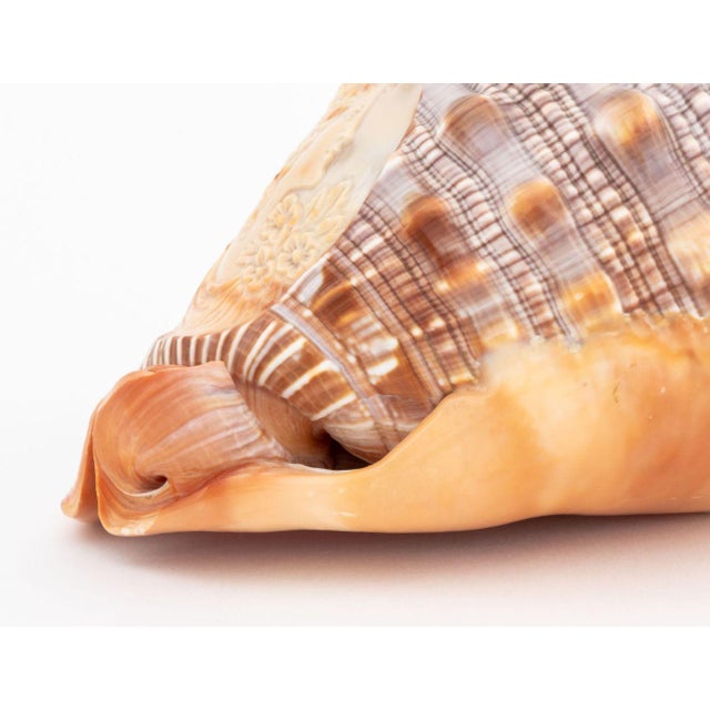 Mid 20th Century Italian Cameo Carved Conch Shell For Sale - Image 5 of 10