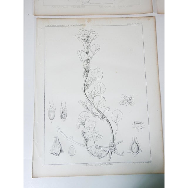 Mid 19th Century Us Pacifc Railroad Botanical Lithograph Book Plate - Set of 6 For Sale - Image 10 of 10