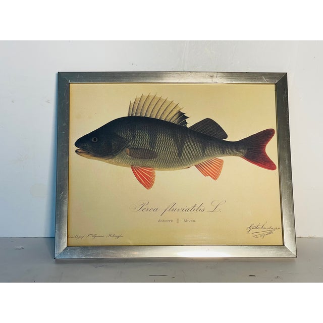 Antique German Chromolithograph of Fish by T. Tillman, framed.