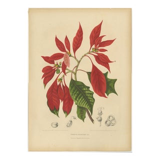 Berthe Hoola van Nooten, Poinsettia, 1880, Chromolithograph For Sale
