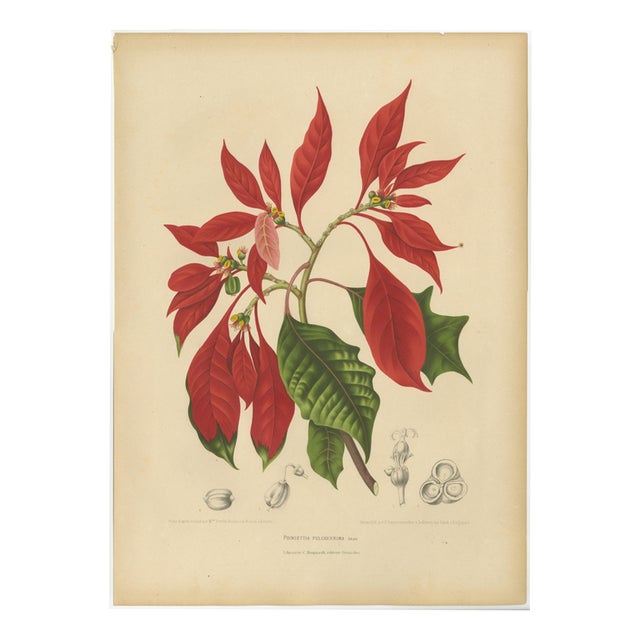Berthe Hoola van Nooten, Poinsettia, 1880, Chromolithograph For Sale