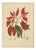 Berthe Hoola van Nooten, Poinsettia, 1880, Chromolithograph For Sale