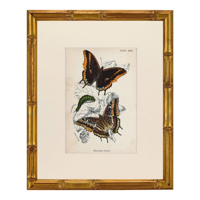 19th Century Antique English Butterfly Print 1897 For Sale